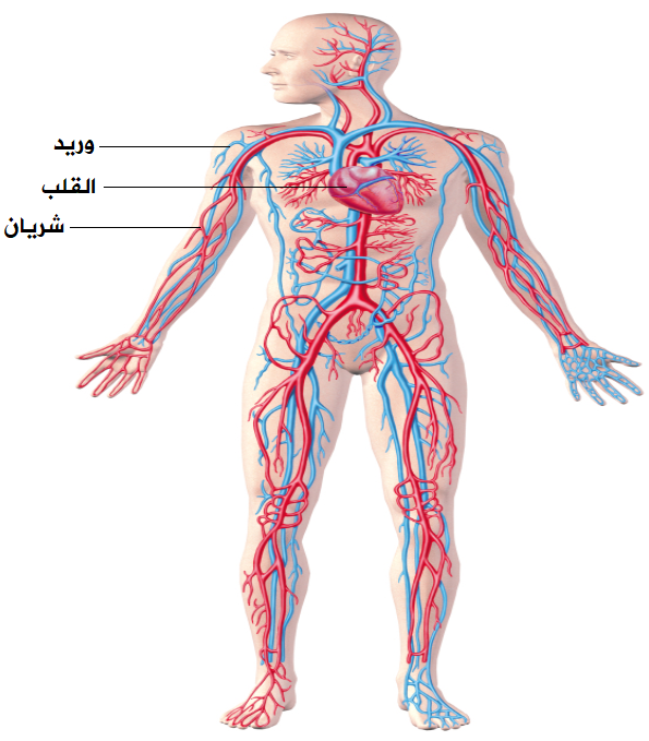 جهاز الدوران